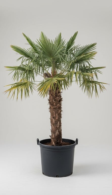 Chamaerops Humilis 180 – 200 cm