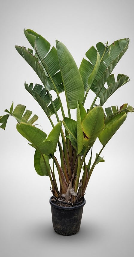 Strelitzia Nicolai 220 – 280 cm