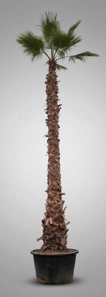 Washingtonia Filifera 400 – 600 cm