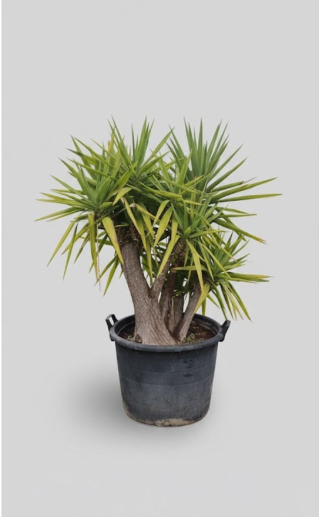 Yucca Elephantipes 150 – 170 cm