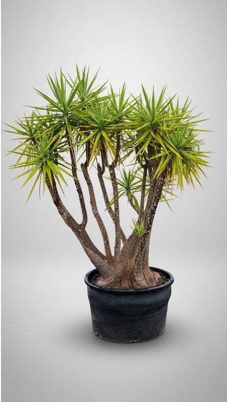 Yucca Elephantipes 200 – 320 cm